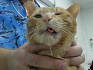 Вывих нижней челюсти у кошки: причины, способы вправить, профилактические меры